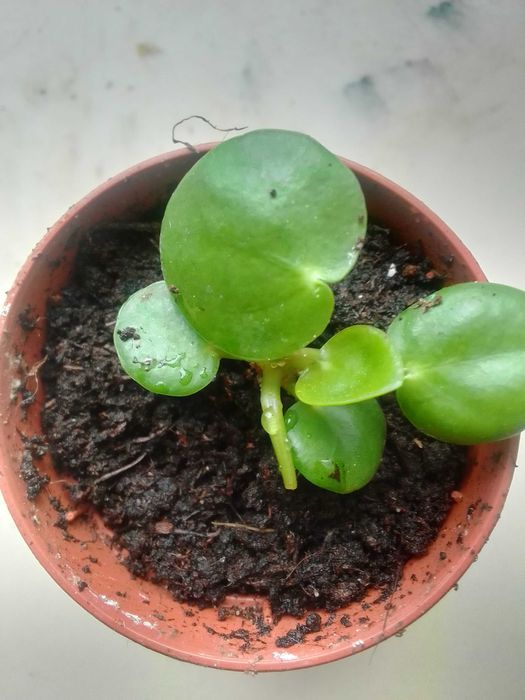 Calatea Zielistka Bluszcz Trzykrotka Grudnik Pilea ZZ