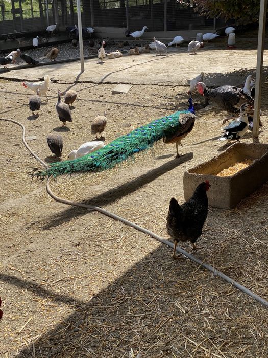 Pavões adultos e jovens