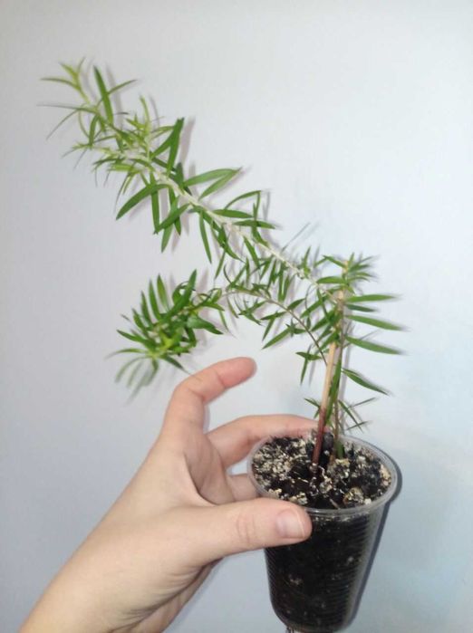 Мелалеука (чайне дерево)