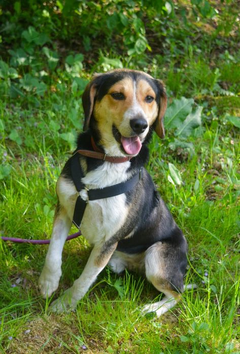 Słodziak w typie beagle do adopcji