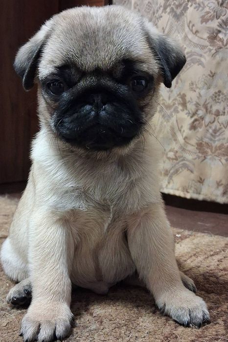 Гарні маленькі мопси