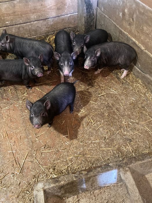 Продаж свиней в'єтнамці