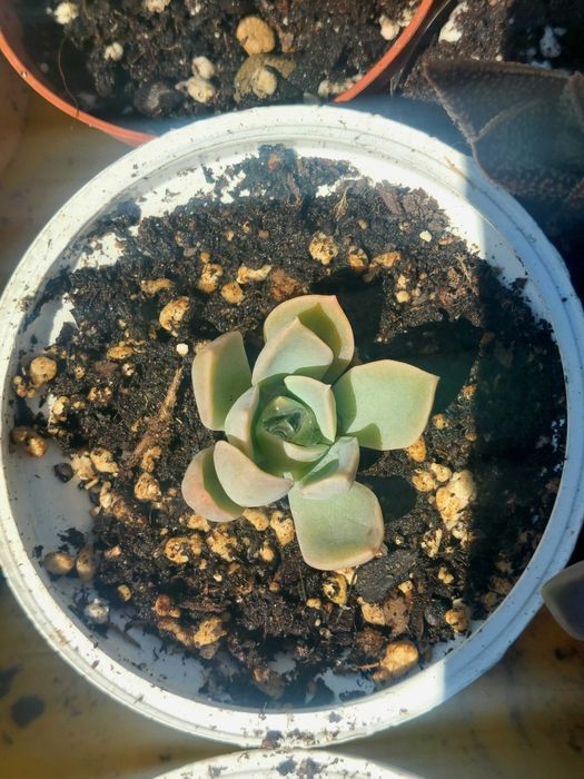 Suculentas 1€ cada