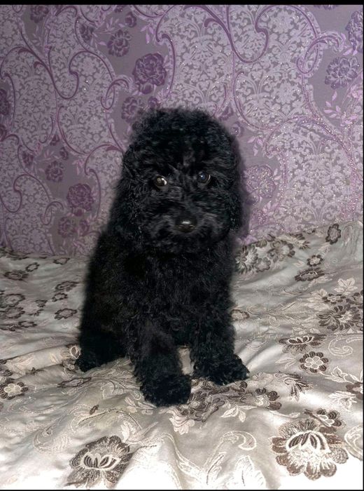 Собака улибака мальтіпу Ф1