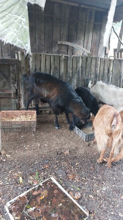 Xibo e cabras. Chão Pardo.