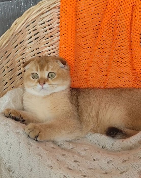 Супер шикарный висловухий котик золотая шиншилла