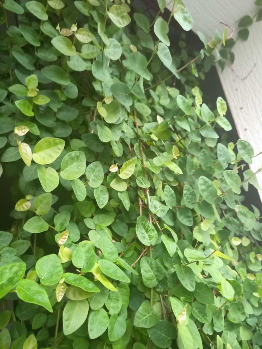 Фикус крошечный (Ficus pumila) - свежесрез / взрослое растение