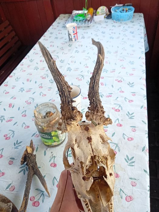 Coś dla zbieraczy, myśliwych