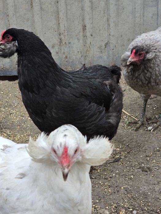 Araucana bezogoniasta jajka jaja lęgowe