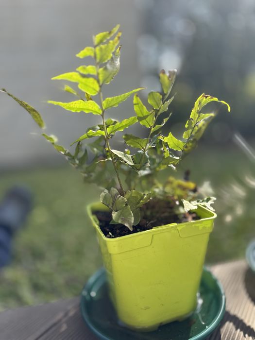 Feto/ Samambaia Cyrtomium fortunei