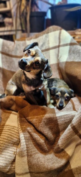 Pieski suczki do adopcji szczeniaki