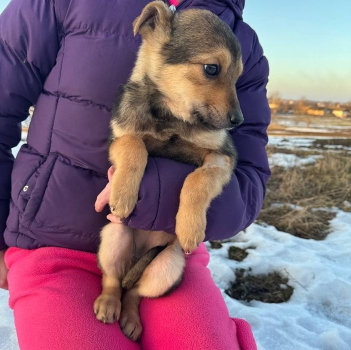 Віддам цуценя в добрі руки! ТЕРМІНОВО
