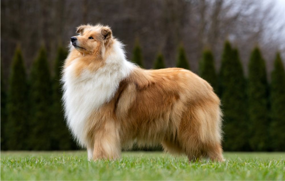 Owczarek Szkocki Długowłosy- szczenięta !