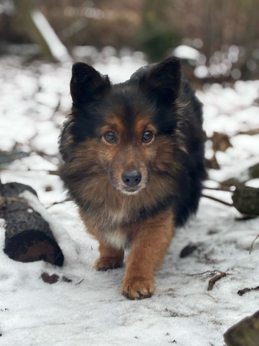 Mini owczarek niemiecki do adopcji.