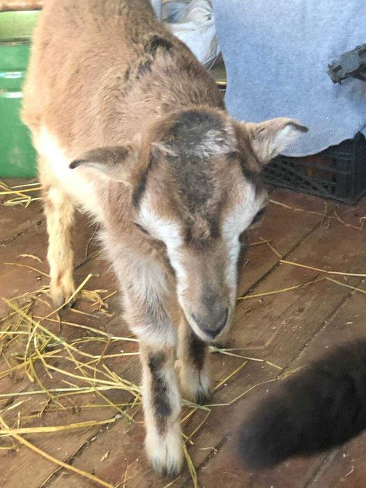 Продається козочка ламанче-нубійка