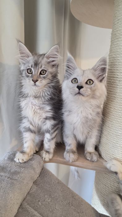 Kotki WCF FPL  Maine coon shaded