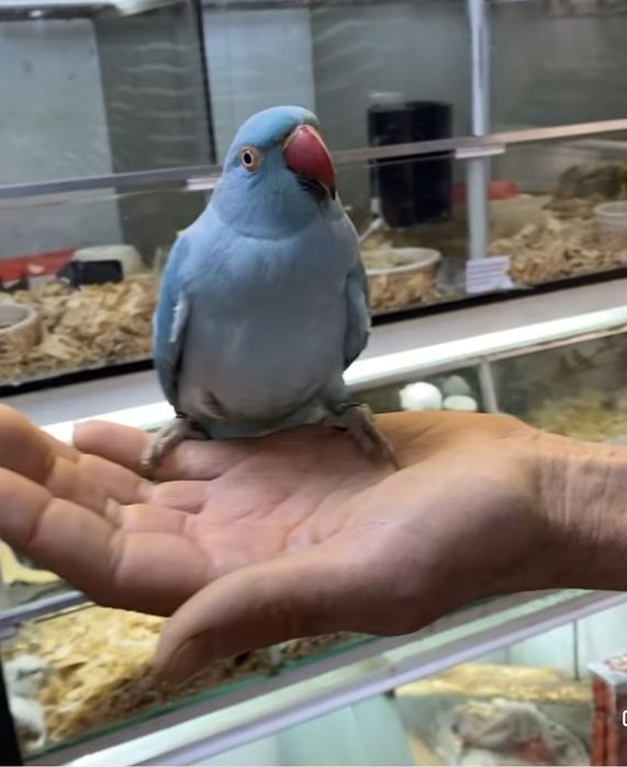 Ring Neck demosticados