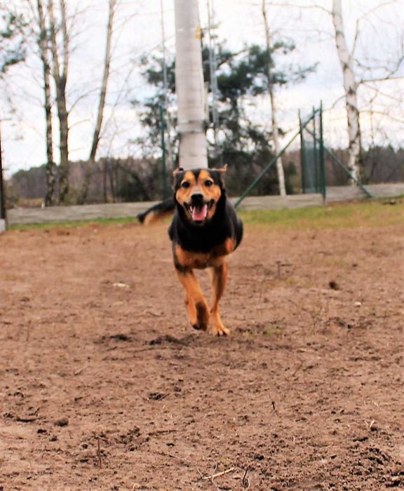 trójłapek tituś w schronisku w lututowie aktualne