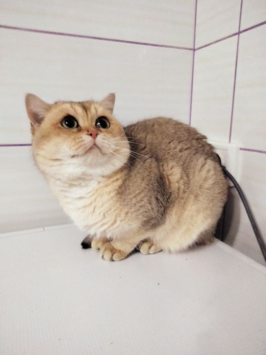 Кот,"золотая шиншилла"ny11 ,приглашает на вязку.