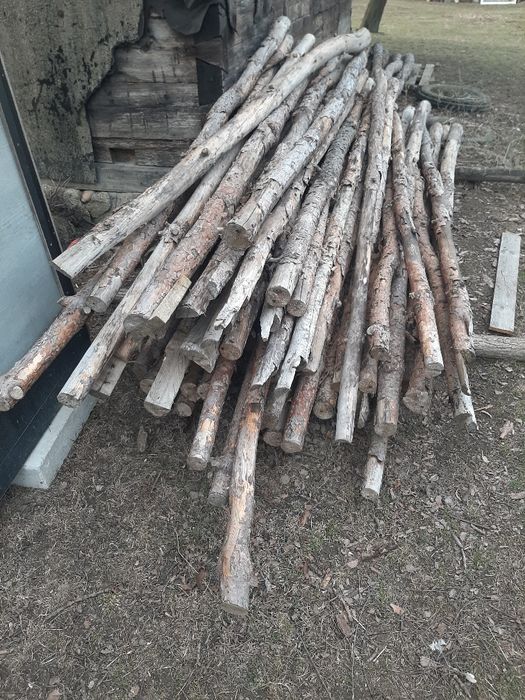 Stręmple drzewa 100 sztuk