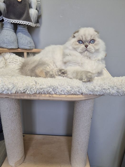 Голубоглаза красуня-справжній скарб!!!