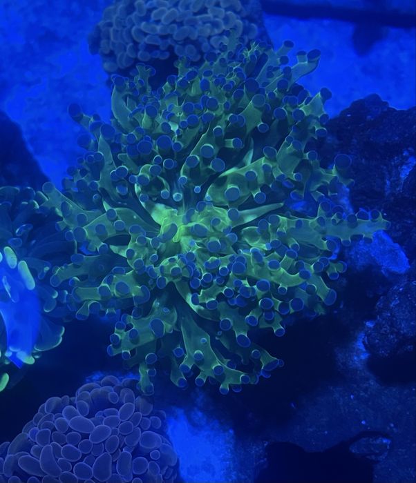 Euphilia frogspawn
