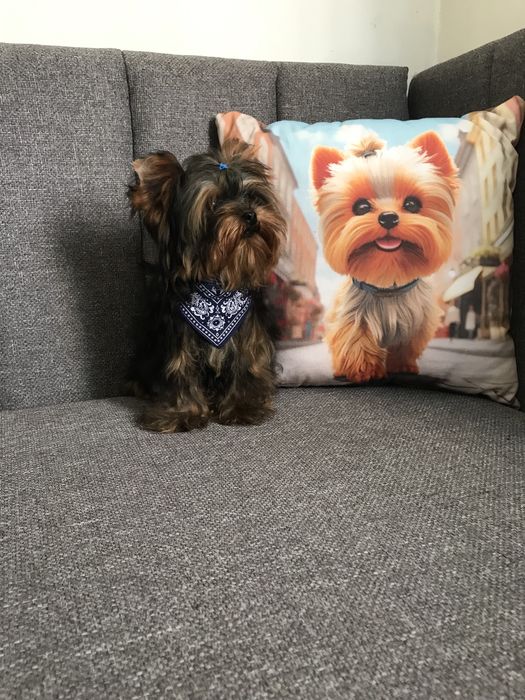 Милі цуценята-йорченята