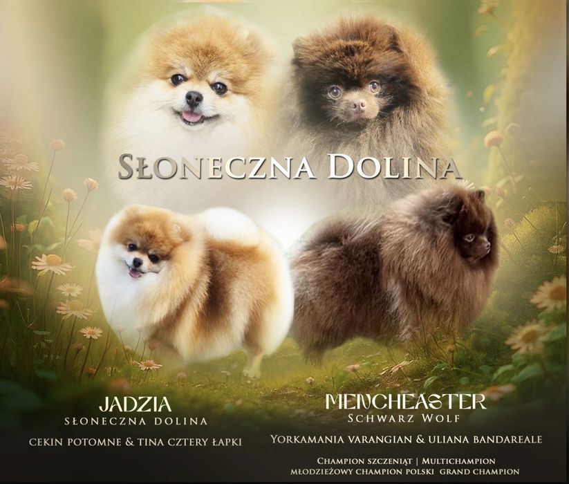 Zapowiedz miotu szpic miniaturowy pomeranian