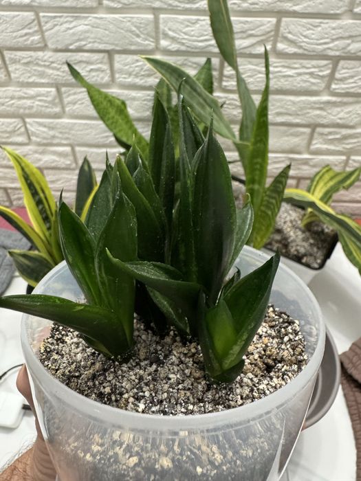 Сансевієрія Лупс Прайд (Loops Pride)