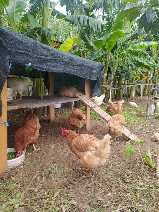 Ovos Galinhas do Campo,Ar Livre, alimentação saudáv