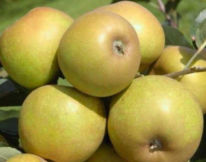 Jabłka kulinarne Szara Reneta 20 kg na świąteczne wypieki ciasta