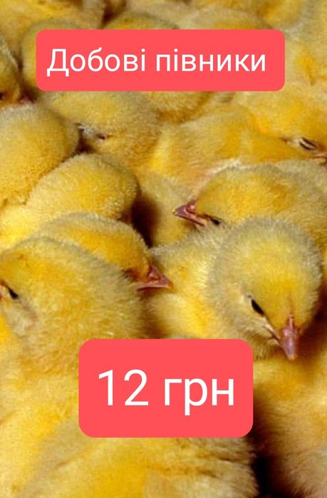 Добові півники Ломан Браун петушки