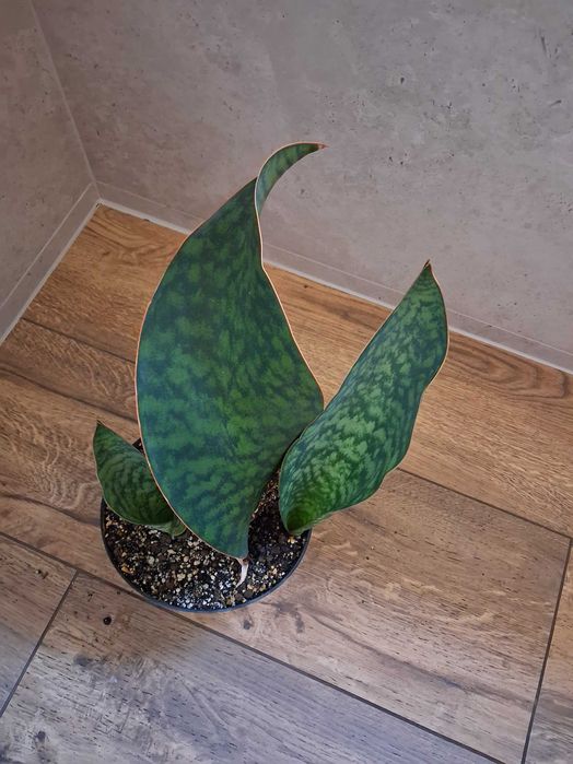 Sanseveria masoniana