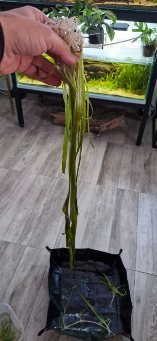 Vallisneria spiralis e rubra