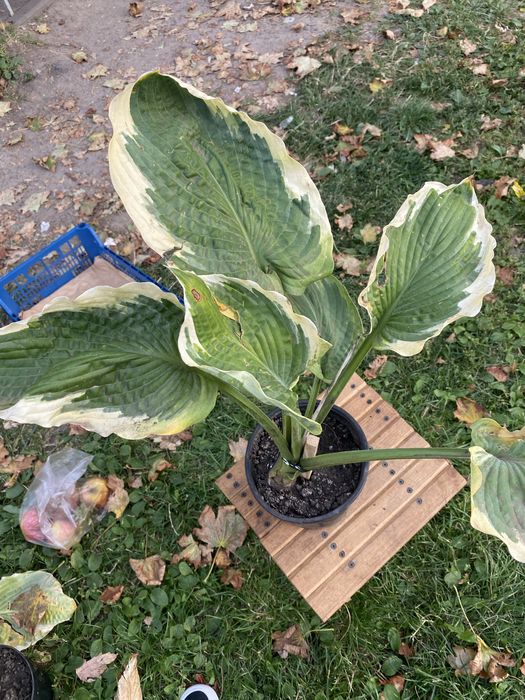 Декоративний каріоптеріс