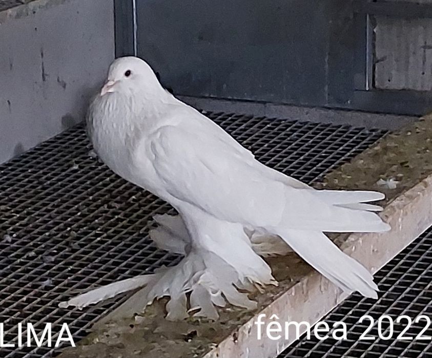 Pombos papo de vento