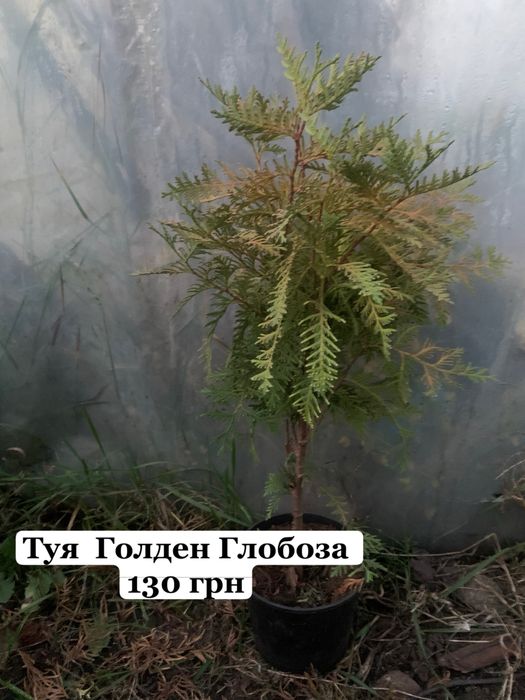 Туі різних видів