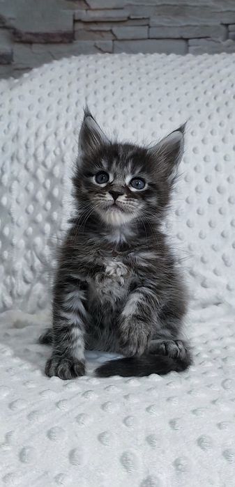 Елітна кошечка Мейн Кун — ніжність