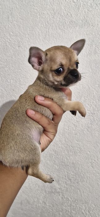 Chihuahua Lindíssima