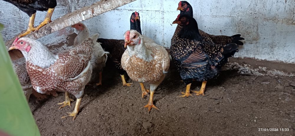 Galinhas   Cornish