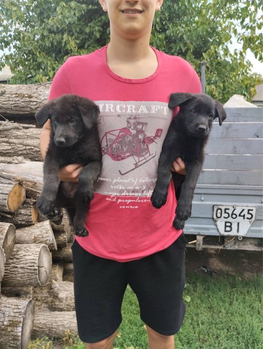 Продам щенят Німецької вівчарки