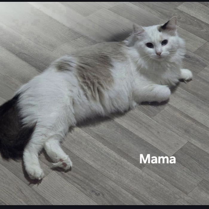 Kocurek ragdoll Rag a 03