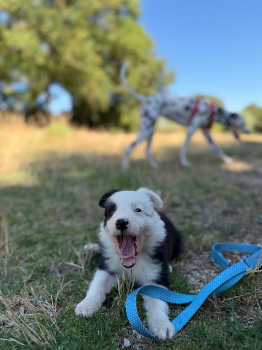 Border collie macho