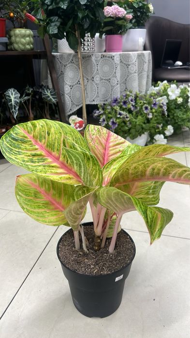 Аглаонема (Aglaonema) в наявності