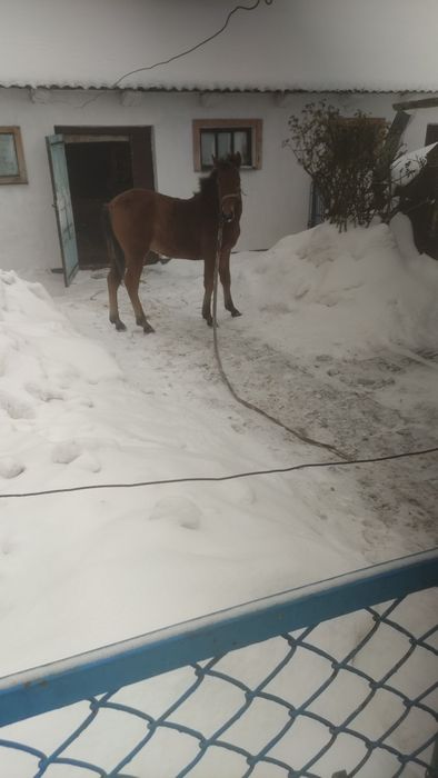 Продам лошичку 6 місяців по гарних конях дуже спокійна