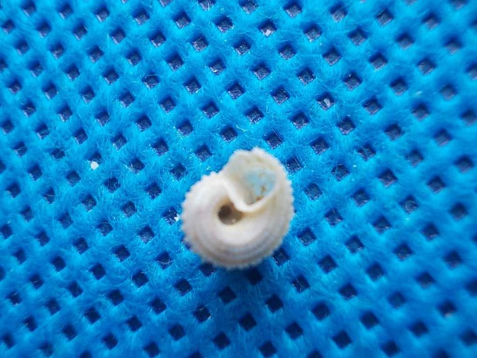 Muszle morskie- Calliotropis sagarinoi