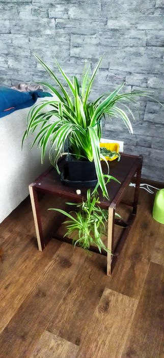 Великий молодий хлорофітум