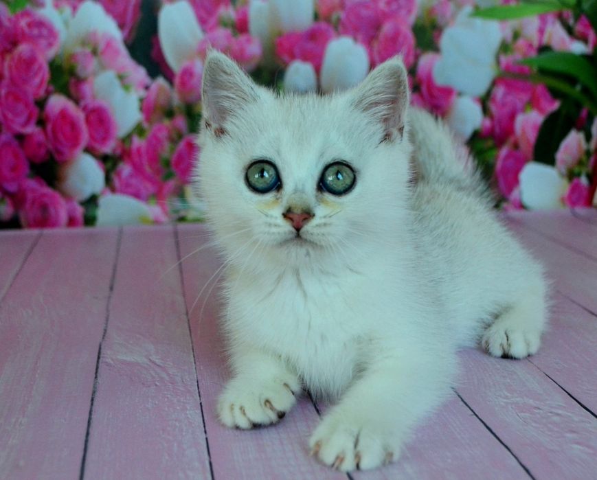 Срібна топова дівчинка