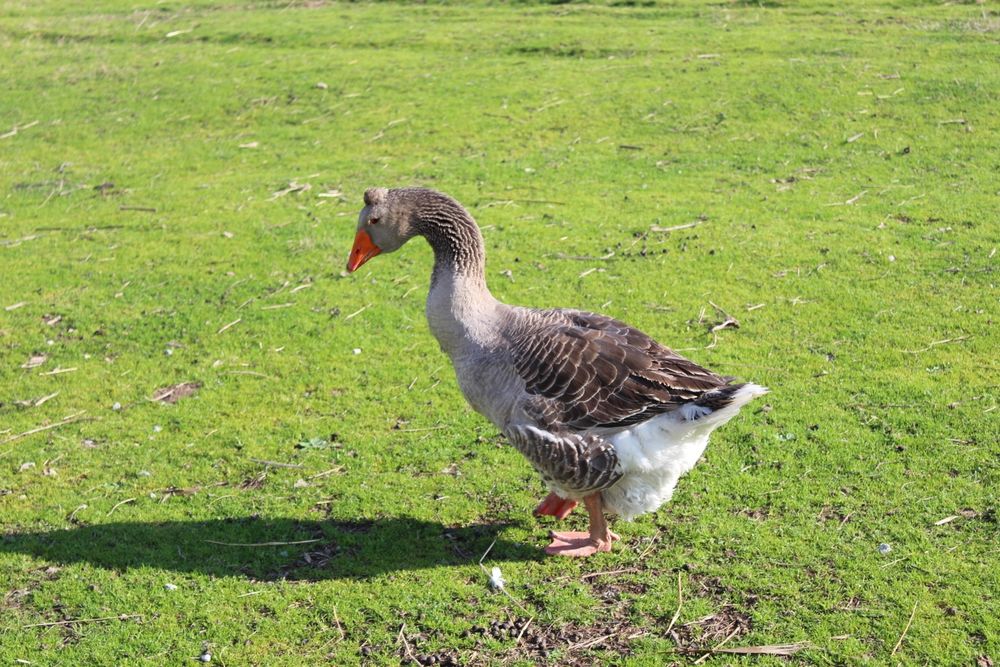 Ganso Toulouse macho