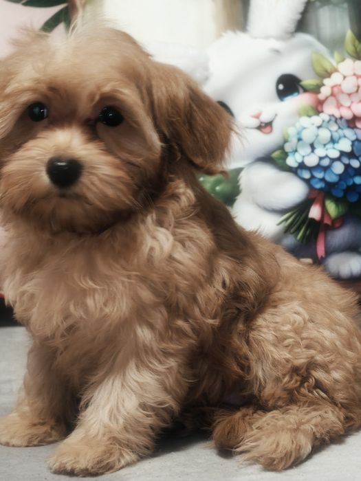 Śliczny piesek Maltipoo